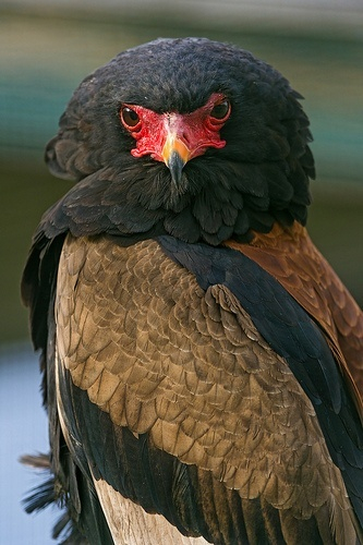 birds-African-Bateleur (333x500, 181Kb)