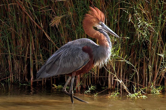 birds-Goliath-Heron. (554x367, 319Kb)