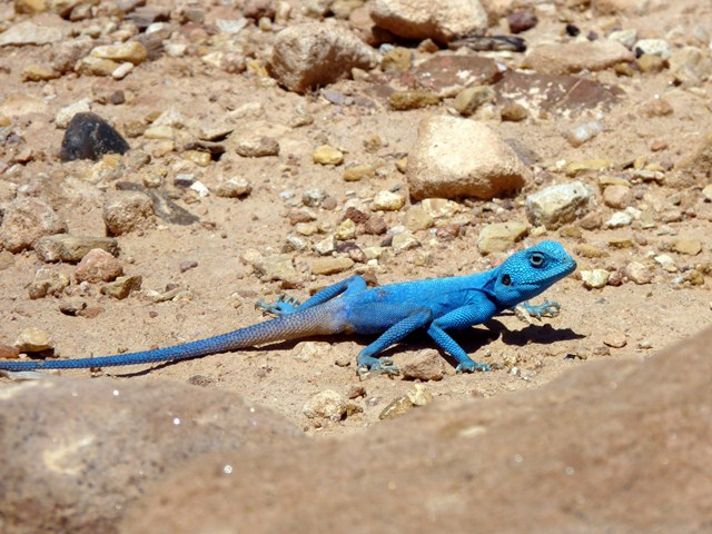blue-lizard (640x480, 326Kb)