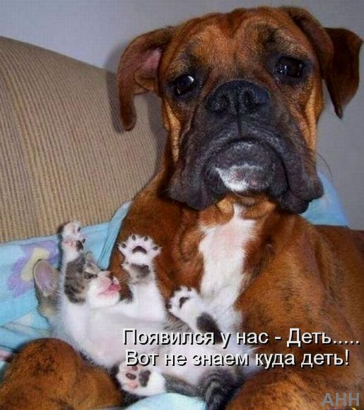 w6dv6tjjVWg7 (530x596, 265Kb)
