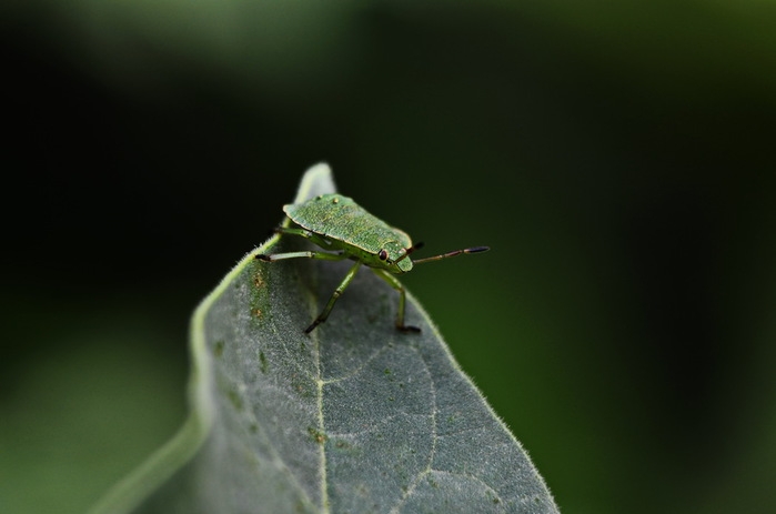 120505289_DSC_7085 (699x463, 108Kb)