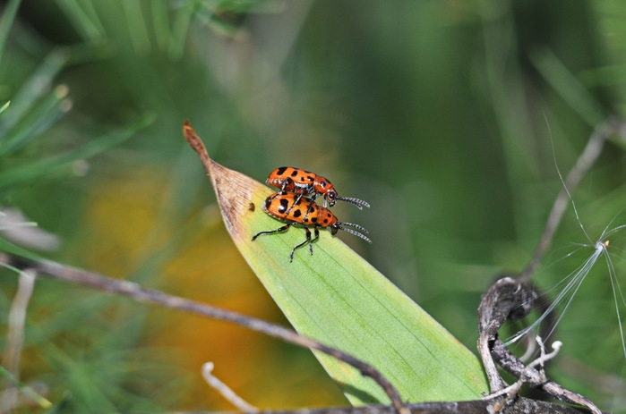 120506411_DSC_7884 (699x463, 162Kb)