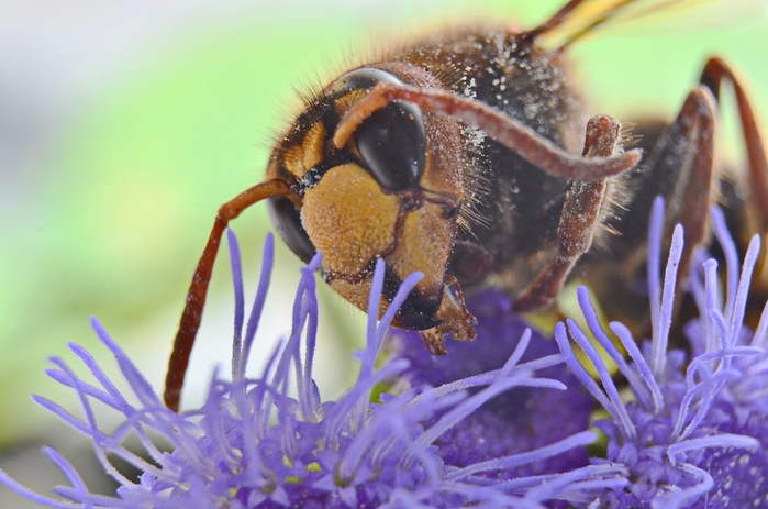 120506843_DSC_6314 (699x463, 201Kb)