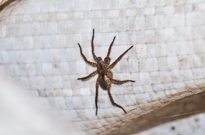 120526972_DSC_7831 (699x463, 156Kb)