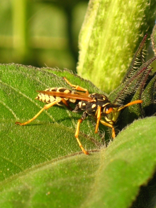IMG_1191 (525x700, 283Kb)