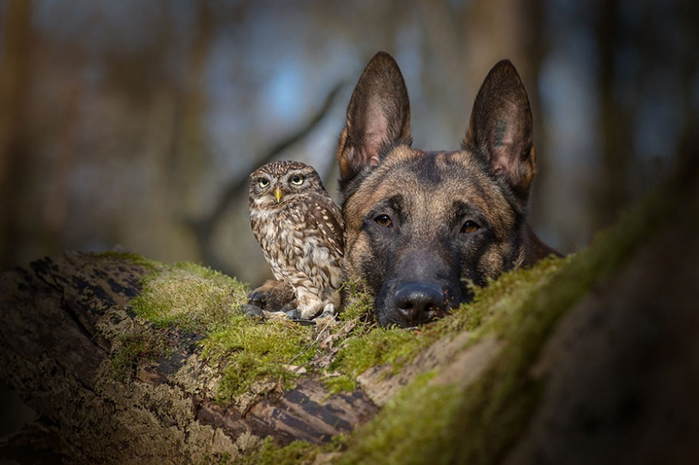 13411360-R3L8T8D-900-ingo-else-dog-owl-friendship-tanja-brandt-4 (700x465, 277Kb)
