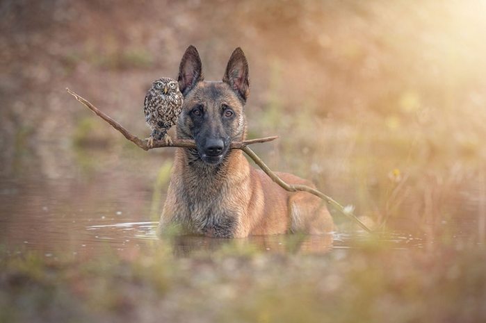13411410-R3L8T8D-900-ingo-else-dog-owl-friendship-tanja-brandt-8 (700x465, 238Kb)