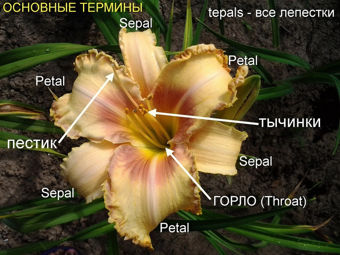 1 (700x525, 416Kb)