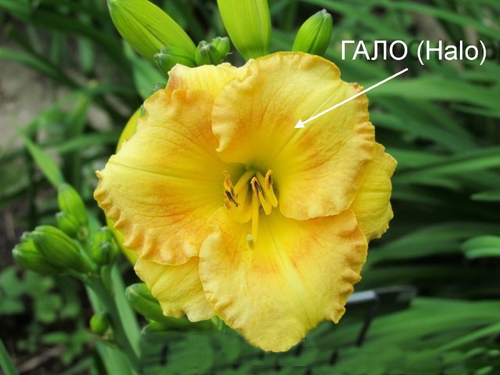 3 (700x525, 337Kb)