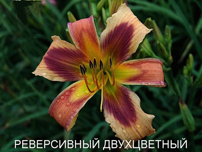 13 (700x525, 373Kb)