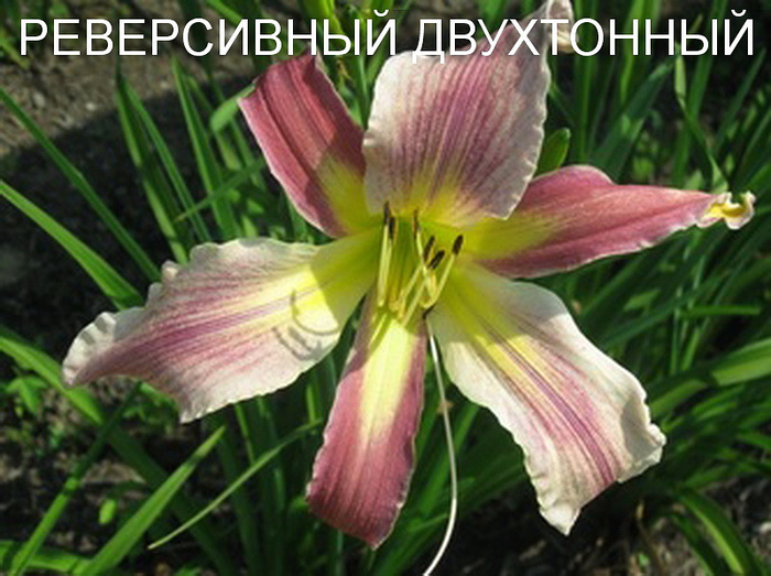 15 (700x523, 398Kb)
