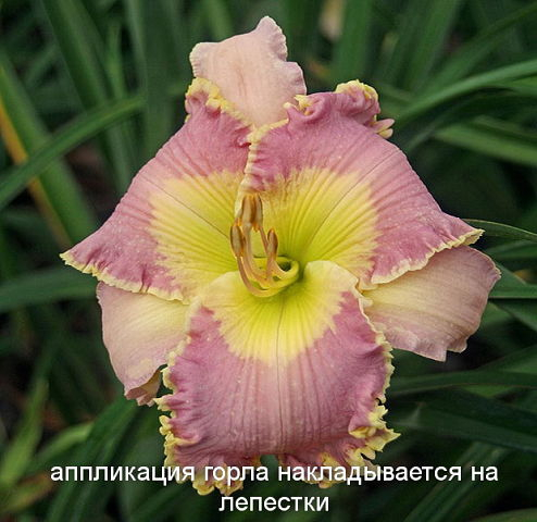 17 (494x480, 184Kb)