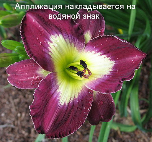 19 (515x480, 237Kb)