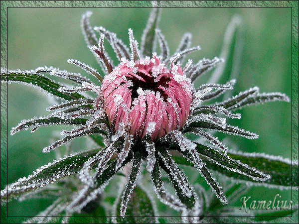 cvetok_listya_buton_iney_holod_moroz_plen_1600x1200 (600x450, 214Kb)