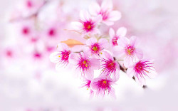 cherry_blossom_pink_sakura_flower-2560x1600 (250x156, 18Kb)
