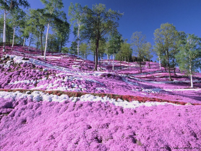 5745884_Park_Hicyjiyama_Yaponiya_1_ (700x524, 378Kb)