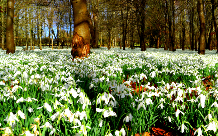 Welford Park snowdrops1 (700x438, 637Kb)