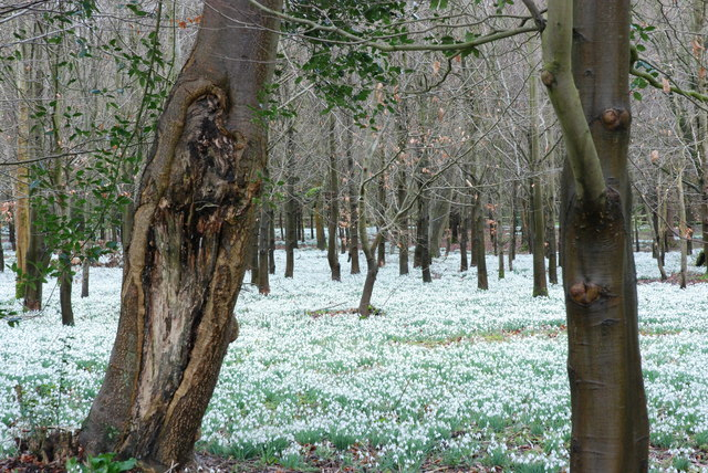 Welford Park snowdrops3 (640x428, 447Kb)