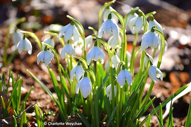 Welford Park snowdrops4 (640x424, 289Kb)