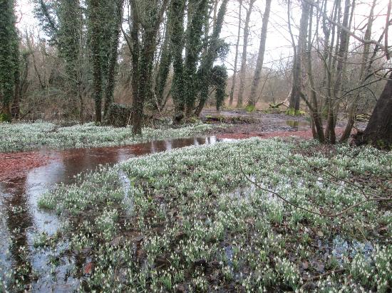 Welford Park snowdrops6 (550x412, 289Kb)