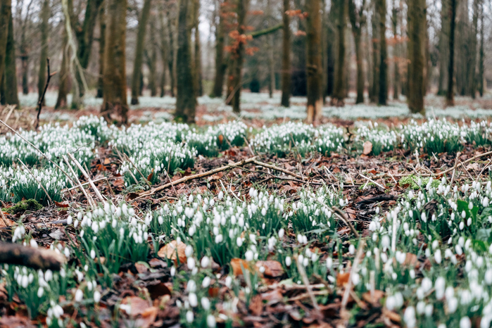 Welford Park snowdrops10 (700x466, 488Kb)