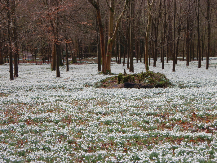 Welford Park snowdrops12 (700x525, 598Kb)