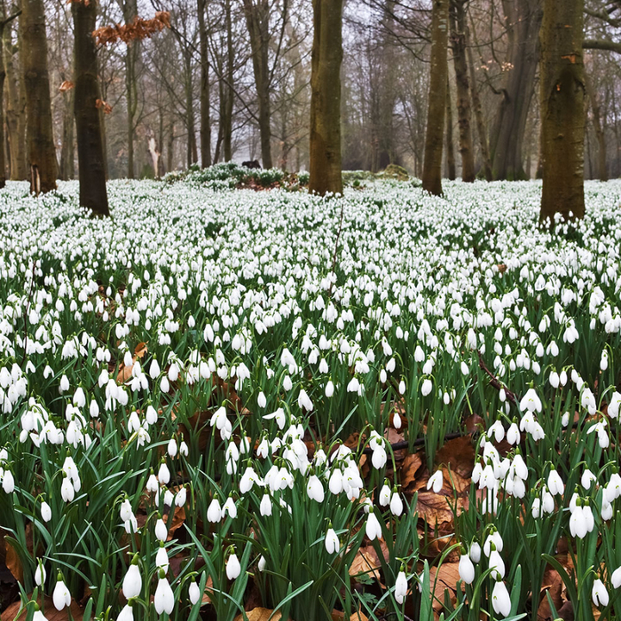 Welford Park snowdrops14 (700x700, 766Kb)