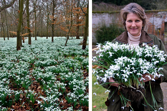 Welford Park snowdrops18 (550x368, 542Kb)