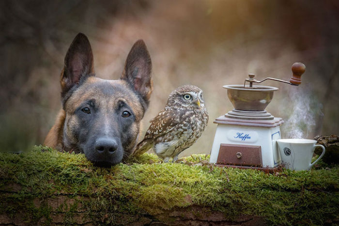 Трогательная дружба совы и собаки5 (700x466, 220Kb)