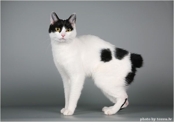 Рассмотрите фотографию кошки породы японский бобтейл. Японский бобтейл. Японский бобтейл кошка. "Японский бобтейл" Калико. Японский бобтейл черный.