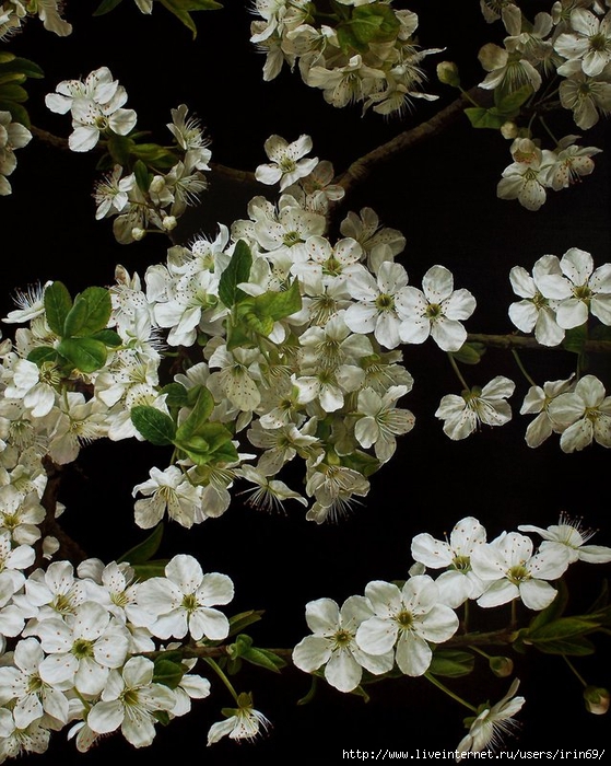 cherry-blossom-lowres (559x700, 331Kb)