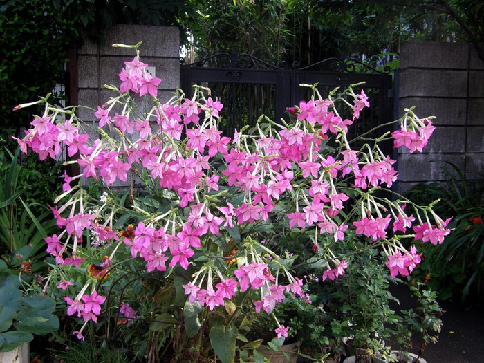 душистый табак чем пахнет. 120705794 Nicotiana sanderae. душистый табак чем пахнет фото. душистый табак чем пахнет-120705794 Nicotiana sanderae. картинка душистый табак чем пахнет. картинка 120705794 Nicotiana sanderae.