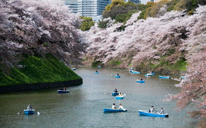 Spring-in-Japan-88 (700x435, 347Kb)