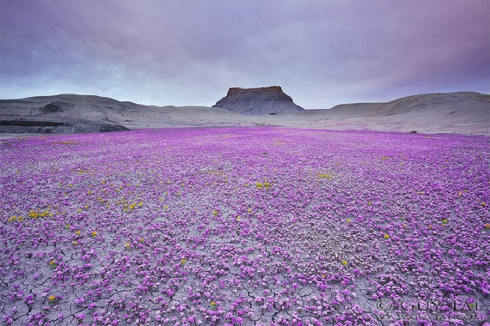 1-UtahDesert12-800x533 (700x465, 405Kb)