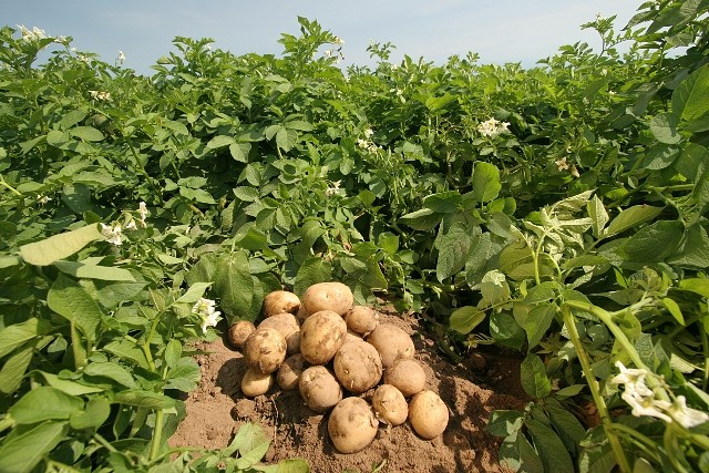 картофель1 (640x427, 440Kb)