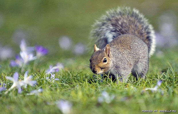 1268772390_squirrel-spring_1597641i (620x400, 57Kb)