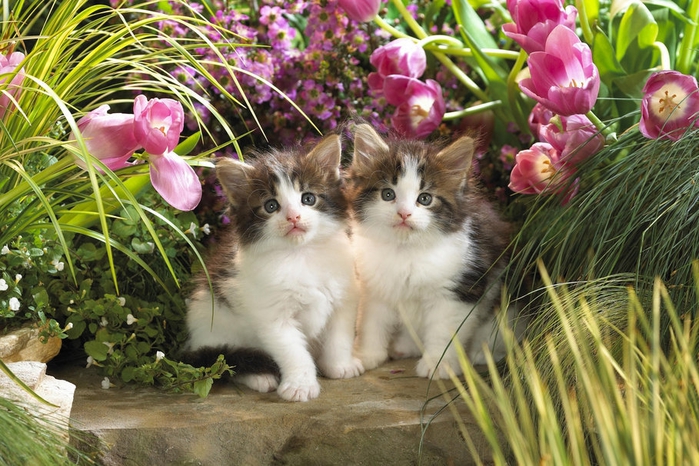 384173__kittens-among-flowers_p (700x466, 315Kb)