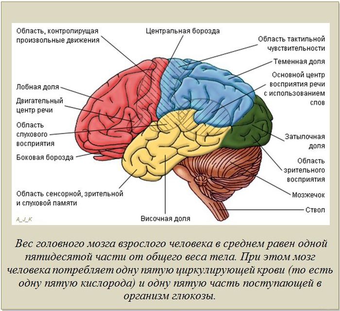 lyubopytnye-fakty-obo-vsem-na-svete-39-foto_34_1 (700x641, 117Kb)