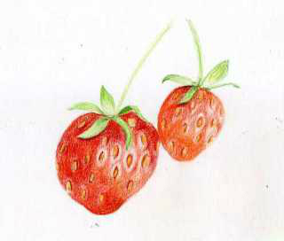 47_klubnika-strawberry-6 (320x272, 35Kb)