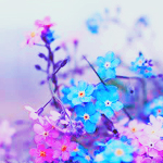 1425064868_97136850_4283427_tumblr_mhu0ypxEG71rlz6e4o1_500 (150x150, 60Kb)