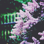 1425065448_a199ad9c733d (150x150, 66Kb)