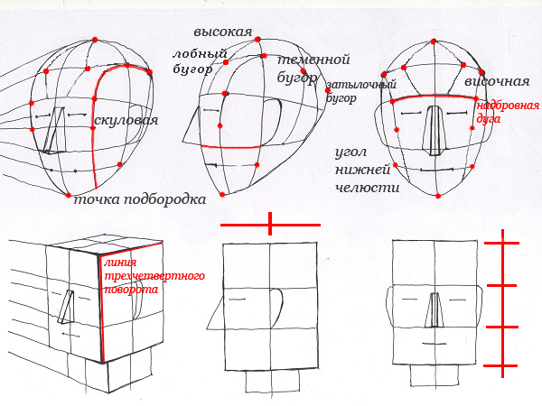 Голова рисунок схема