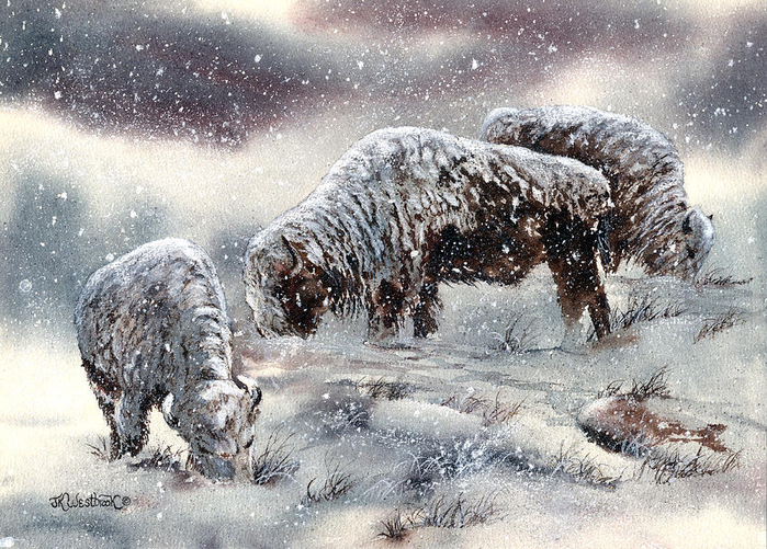 buffalo-in-snow-jill-westbrook (700x501, 493Kb)