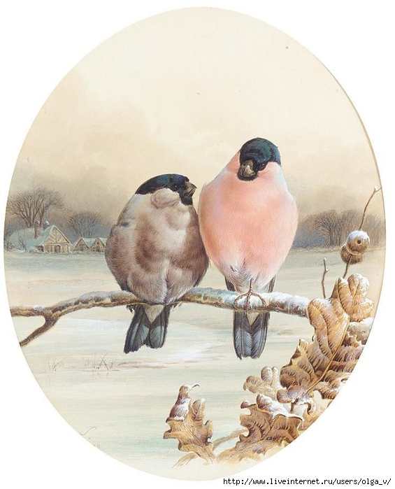 80552605_large_BULLFINCHES_ON_A_WINTERS_DAY_zpsaedffe19 (565x699, 220Kb)