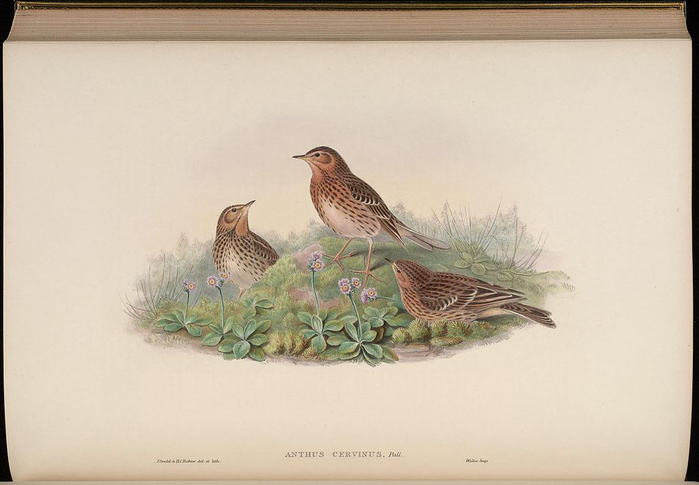 1024px-BirdsAsiaJohnGoIVGoul_0272 (700x485, 214Kb)