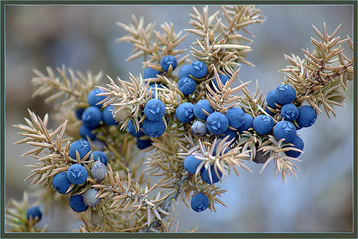 79896390_1048934 (700x468, 174Kb)
