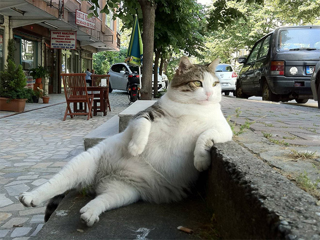 sitting-cat1 (660x495, 331Kb)