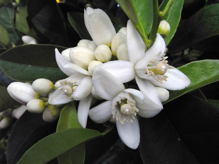 image 2 (700x525, 161Kb)