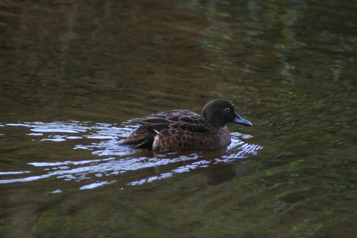 Brown_teal_in_water (700x466, 440Kb)