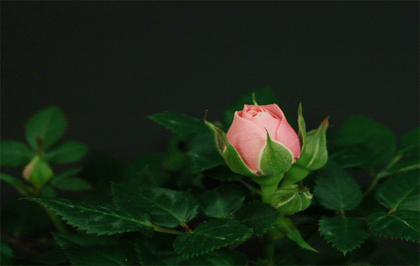 роза распускается (600x380, 1868Kb)